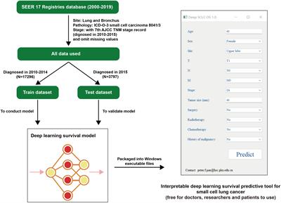 Interpretable deep learning survival predictive tool for small cell lung cancer